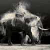 cheraine-collette-nude-elephant-dust-800px